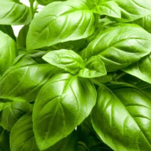 Basil Plant