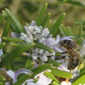 Bee-Rosemary21-768×577