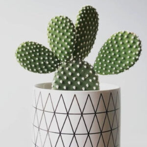 Cactus 4