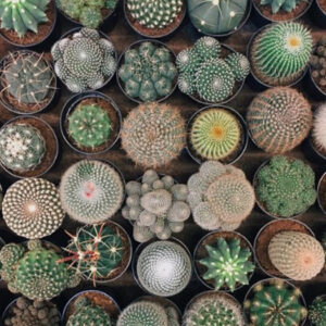 Cactus 5