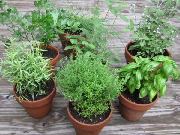 Hierbas-Aromaticas-Imprescindibles-1024×768