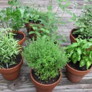 Hierbas-Aromaticas-Imprescindibles-1024×768